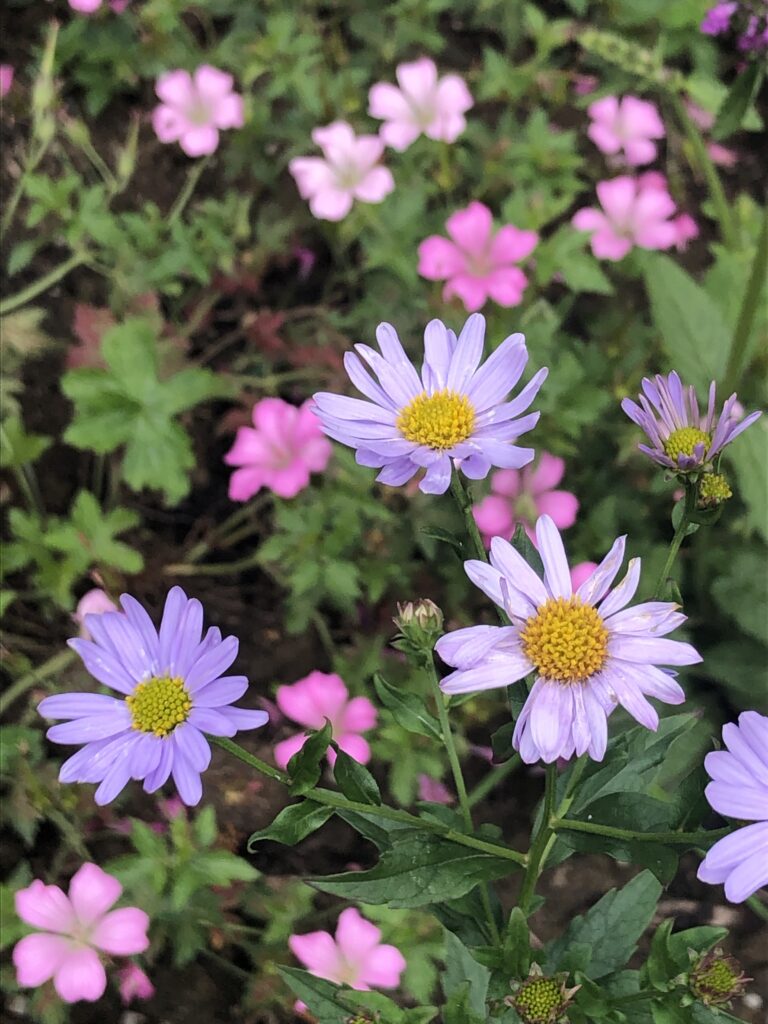 Planten combinatie: zomeraster en ooievaarsbek