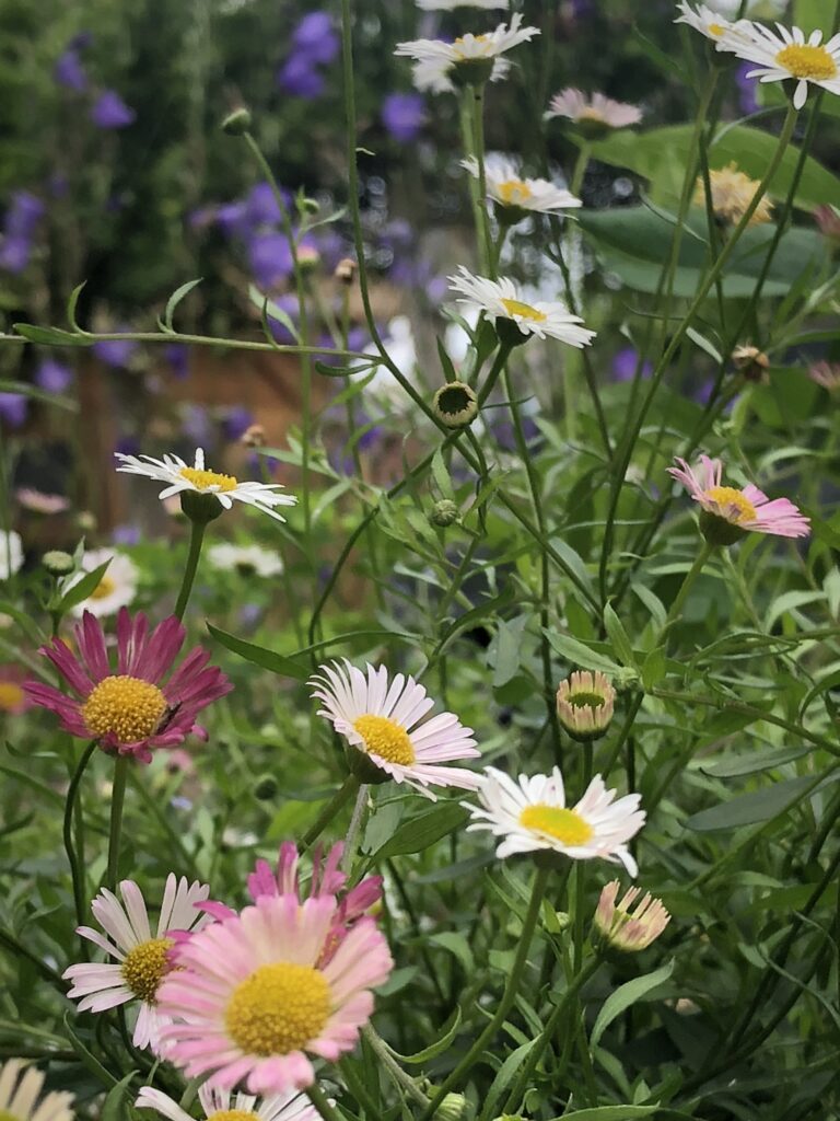 Plantencombinatie: fijnstraal en klokjesbloem