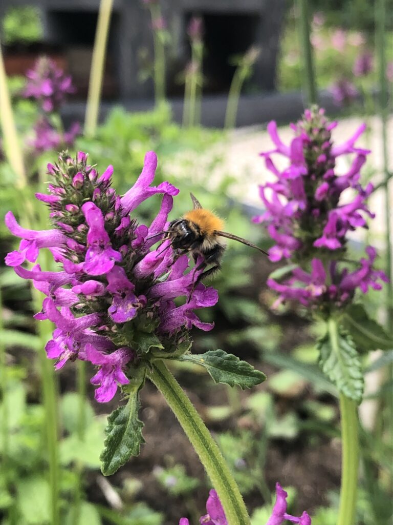 Bloemen voor bijen